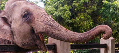 Elefanta de zoo prestes a ser desativado em SC aguardará destino definitivo no local